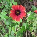 Gaillardia amblyodon Floare