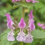 Stachys marrubiifolia Virág