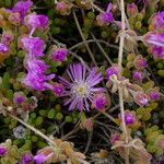 Drosanthemum hispidum Квітка