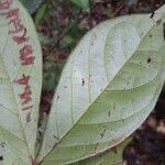 Inga marginata Leaf