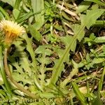 Taraxacum besarabicum Habit