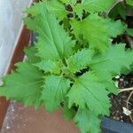 Chenopodiastrum murale Leaf