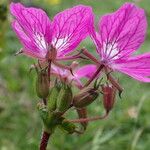 Erodium manescavi ফুল
