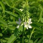 Galega officinalis花