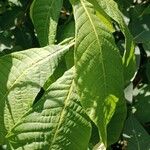 Aesculus parviflora Hoja