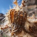 Caiophora chuquitensis Fruit