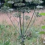 Heracleum sphondyliumFlower