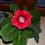 Sinningia speciosa Flor