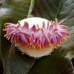 Couroupita guianensis Blüte