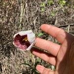 Fritillaria meleagris Кветка