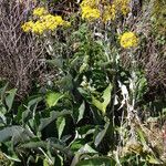 Senecio ampullaceus Habit