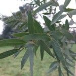 Eucalyptus parvula Hoja