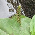 Plantago major Плод