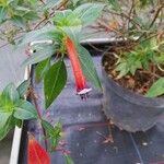 Cuphea ignea Blüte
