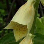 Digitalis grandiflora 花