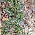 Tribulus terrestris Feuille