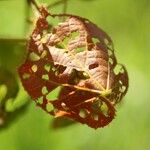 Dombeya ciliata Folla