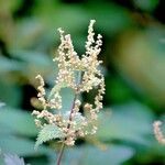 Urtica dioica Leaf
