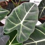 Alocasia micholitziana Φύλλο