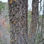 Quercus faginea Bark