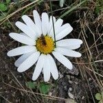 Leucanthemum adustum Цвят