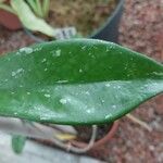 Hoya pubicalyx List