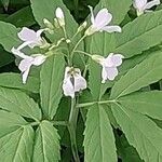 Cardamine heptaphylla Цвят