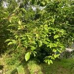 Prunus domestica Folio