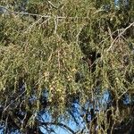 Juniperus cedrus Φλοιός
