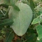 Araujia sericifera Frukt