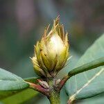 Rhododendron neriiflorum Sonstige