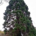 Sequoiadendron giganteum অভ্যাস