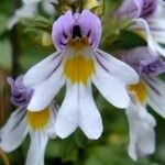 Euphrasia picta Λουλούδι