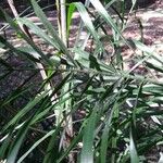 Freycinetia graminifolia Leht