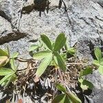 Potentilla caulescens Leaf