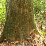Irvingia excelsa چھال