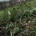 Thlaspi perfoliatum Yaprak