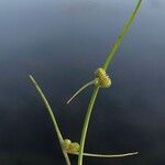 Cyperus subsquarrosus Fruit