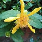 Hypericum calycinumFlower