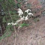 Solidago giganteaFruct