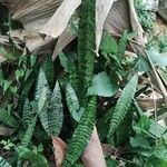 Dracaena hyacinthoides Hostoa