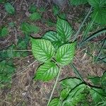 Rubus pruinosus Leaf