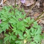 Corydalis solida Hoja