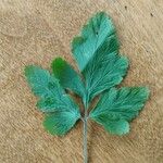 Geum canadense Blad