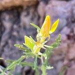 Mentzelia multifloraFlower