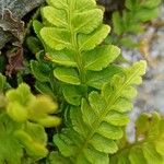 Asplenium marinum Leaf