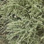 Atriplex canescens Ліст