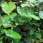 Dioscorea sansibarensis Hoja