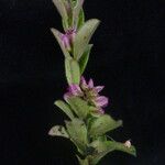 Polygala crotalarioides Habitus