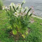 Cleome spinosa Alkat (teljes növény)